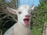 goat yelling gif