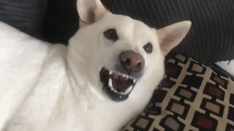 Featured image of post Shiba Inu Dancing Gif The best gifs are on giphy