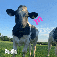 Clotted Cream Milk GIF by Libby’s Larder