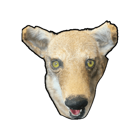 Coyote Kas Sticker