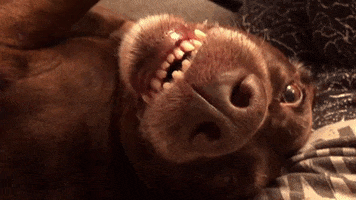 SarahBreckley dog what angry hungry GIF