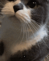 200.gif