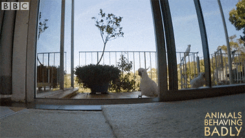 sneaking breaking in GIF by BBC sneaking breaking in GIF by BBC