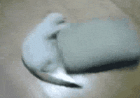 Hump Pillow GIFs - Find & Share on GIPHY