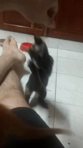 Cats GIF