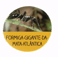 menoresbichosdobrasil nature brasil brazil ant GIF