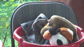 GIF by explore.org