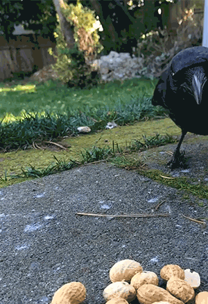 crow