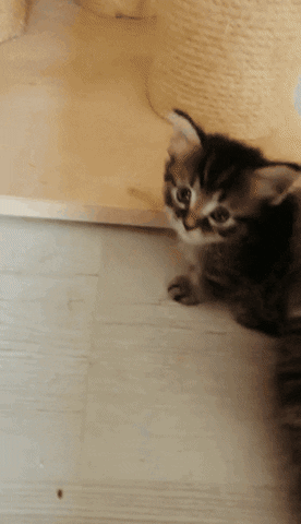 Kitten Jump Munchkin GIF