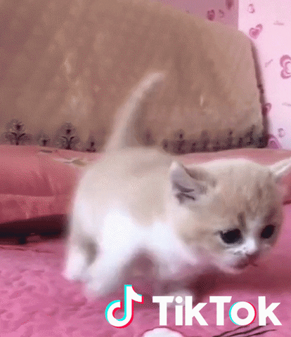 Cat Pet GIF by TikTok France