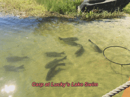 doclucky carp lucky's lake swim GIF