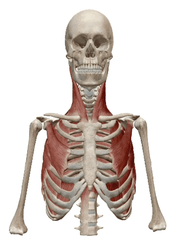 Physiocentermx Sticker