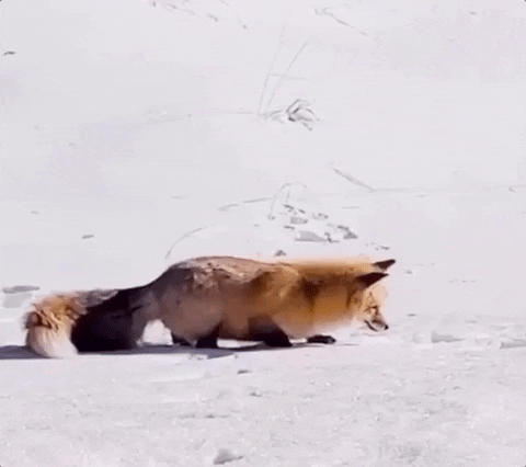 Pohyblivý gif s lovící liškou, skákající do sněhu pro kořist.