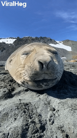 Seal Sneezes Sound Like Farts GIF by ViralHog