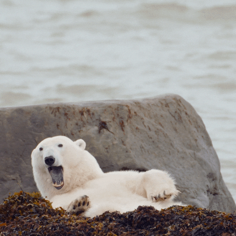 Happy Polar Bear GIF by Travel Manitoba