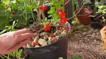 Orange GIF