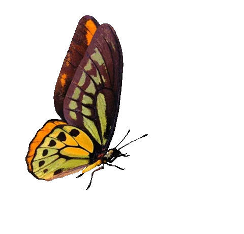 Source: @SALAR_MILANO