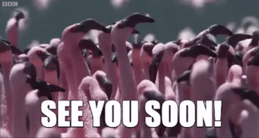 see you soon flamingo GIF