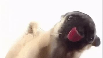 Lick Pug GIF by erichamlet