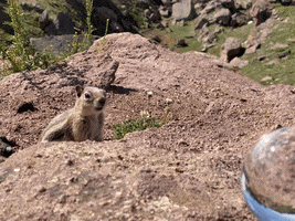 Chipmunk Lensball Colorado Wildlife Etbtravelphotography GIF