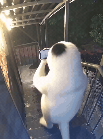 Cat Stairs GIF