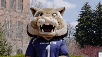 Intimidating Montana State Bobcats GIF by Montana State University