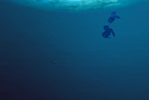 Evolution GIF