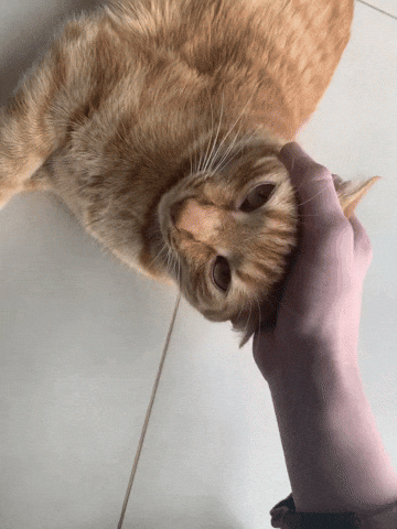Cat GIF