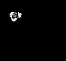 glowstudioak GIF
