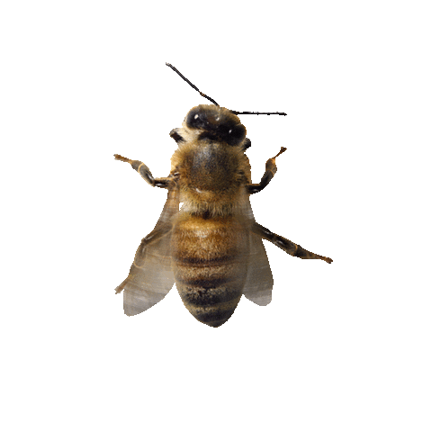 Sticker by Bee_nfluencer