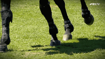 FEI_Global sport bye horse legs GIF