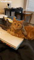The Purr-fect Cat GIF For Every Situation
