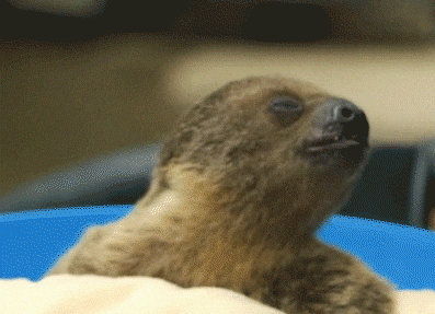 baby sloths gif