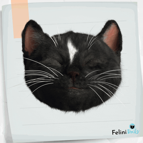 Happy Cat GIF by Felini Rocks