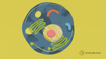 Animation Cell GIF by The Explainer Studio