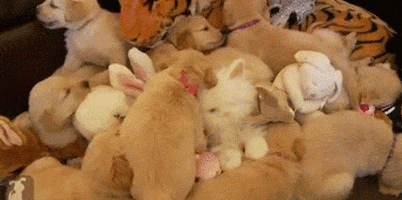 Golden Retriever Puppies animated GIF