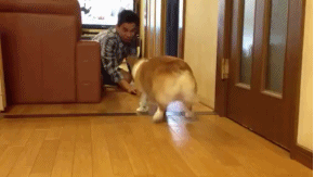 corgis