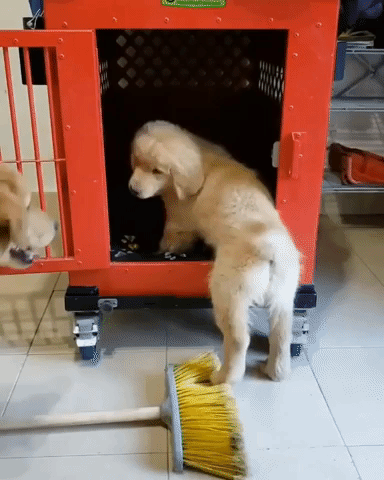 struggling over it GIF by Impact Dog Crates