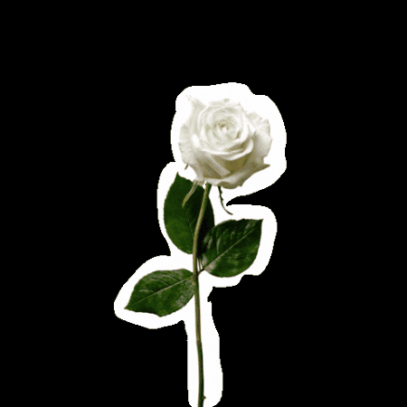 Sport Roses GIF by LUSU