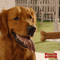Golden Retriever Dog GIF by Milk-Bone