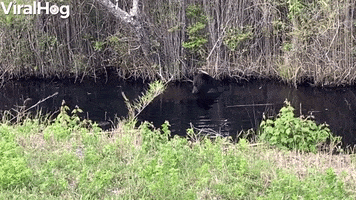 Big Black Bear Bathes In Swamp Before Bailing GIF by ViralHog