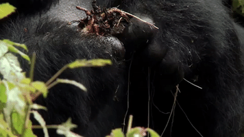 symphony for our world GIF by Nat Geo Wild 