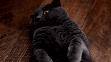 Cat Wow GIF by 5 Minuten - www.5min.at