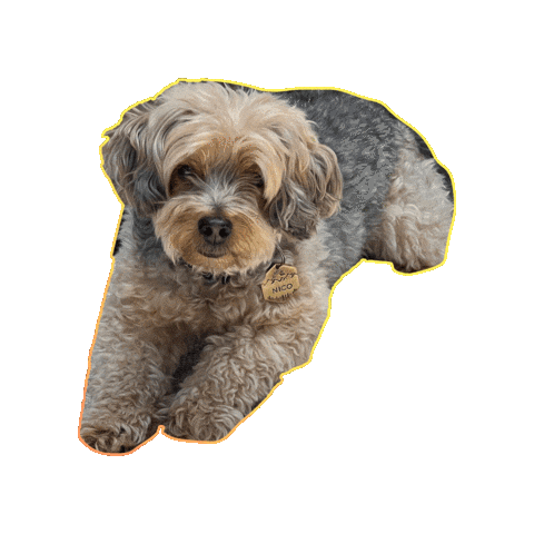 Nicotheyorkepoo Sticker