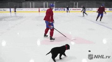 ice hockey dog GIF by NHL