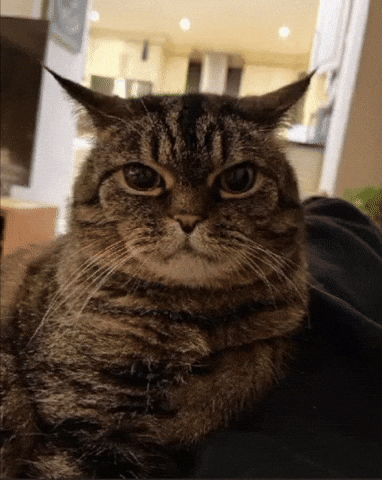 Cat GIF
