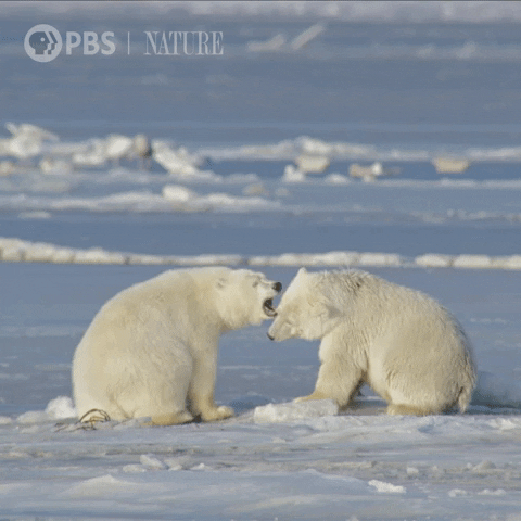 Polar Bear Love GIF by Nature on PBS