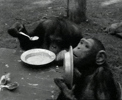 Wildlife gif. A family of chimpanzees sit around a table outdoors, holding plates and licking them clean. One uses a spoon to shovel something into its mouth.