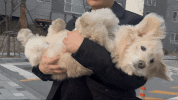 Dog GIF
