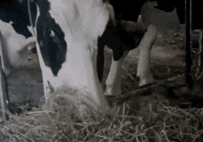 farm animal eating GIF by Archives of Ontario | Archives publiques de l'Ontario